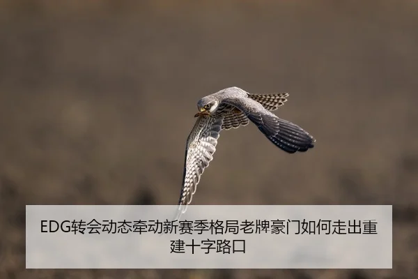 EDG转会动态牵动新赛季格局老牌豪门如何走出重建十字路口